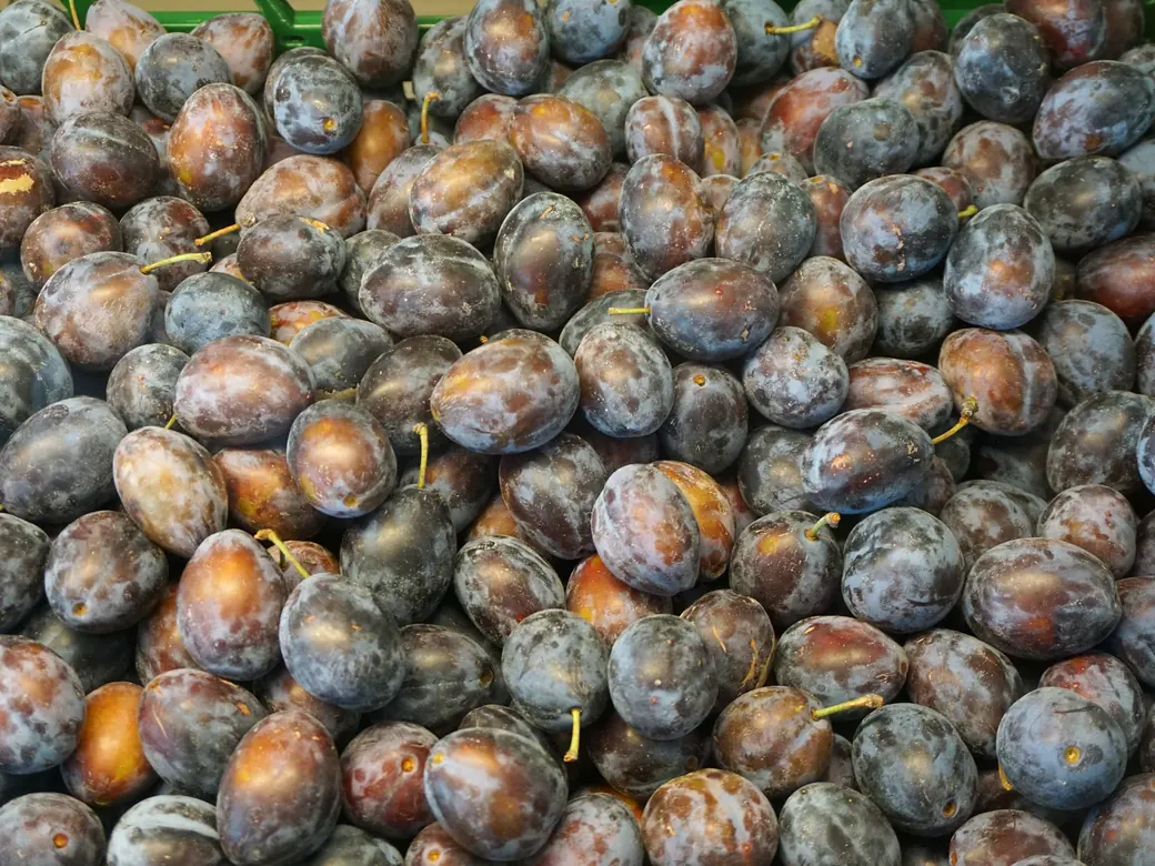 Kiste voller reifer blauer Pflaumen