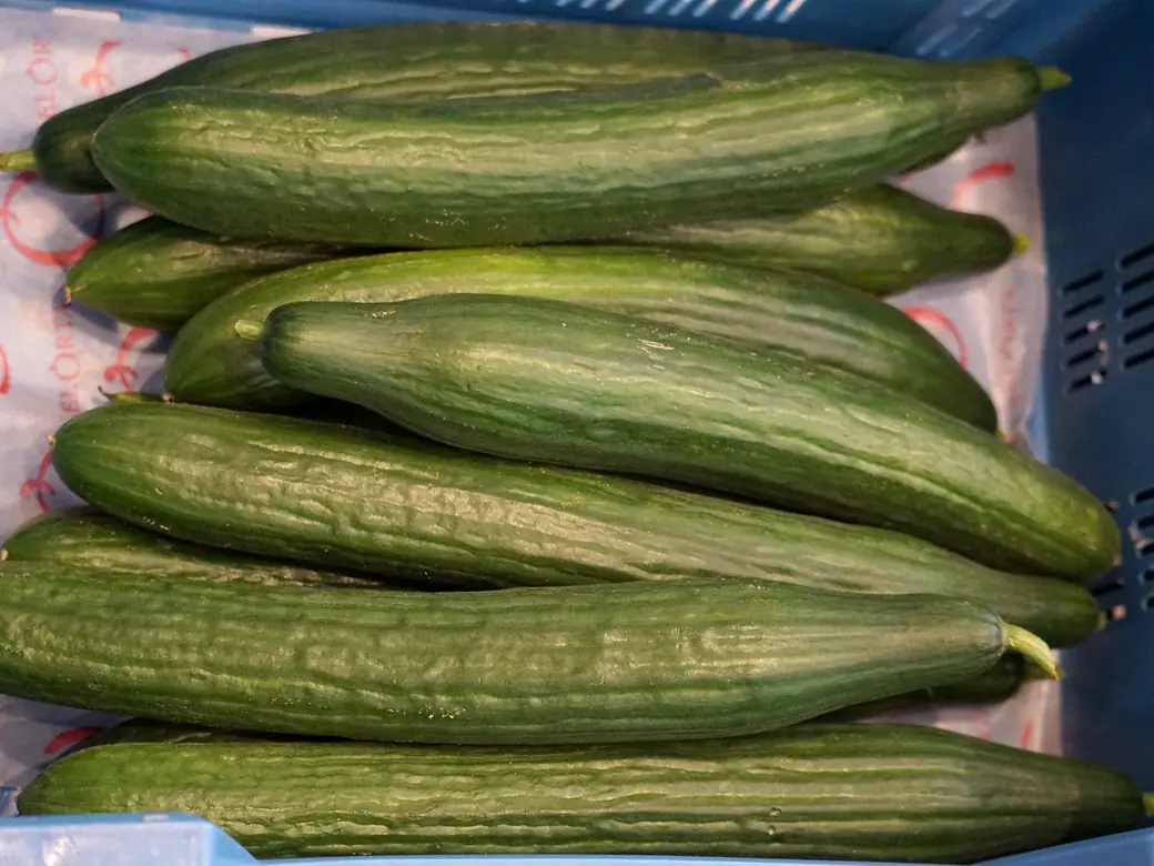 Frische Salatgurken in der Auslage