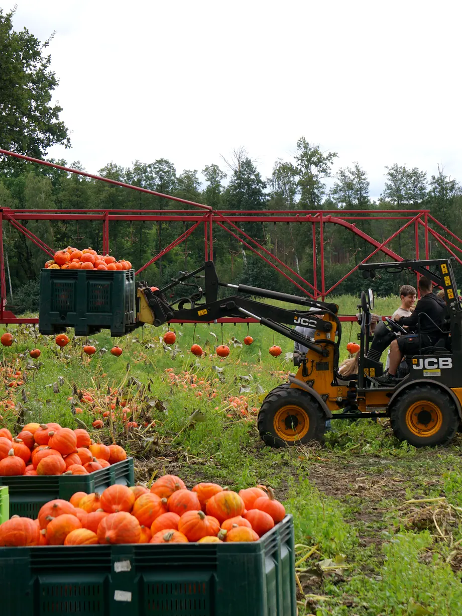 Kürbisernte auf dem eigenen Feld: Ein Radlader hebt eine volle Kiste Kürbisse, dahinter die rote Erntekette